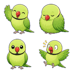 Rose-ringed Parakeet02112