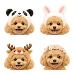 Costume toy poodle
