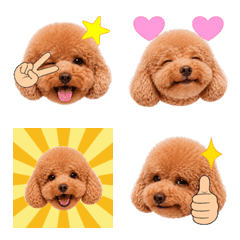 Animated Apricot Toy Poodle