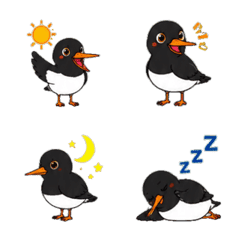 Oystercatcher Daily Emoji