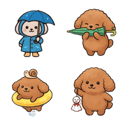 Chubby Poodle's Rainy Season