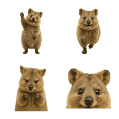 (Move Emoji)Happy Animal_Quokka Wallaby3