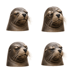 Semi-Real Whiskered Sea Lion Face 06