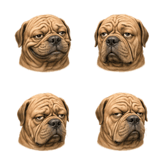 Semi-Real Wrinkly Dog Face 18
