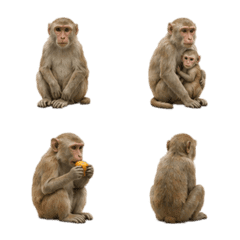 Monyet Rhesus 3D