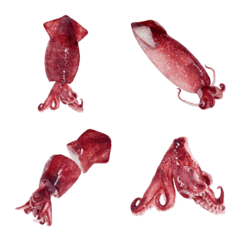 Baby squid