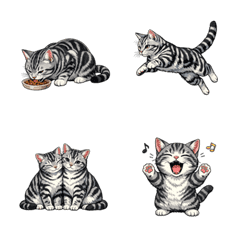 American Shorthair (Rotation)