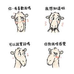 Long-Faced Camel Chat 07 DRE616