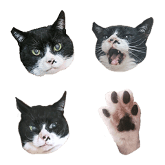 suehirogari
