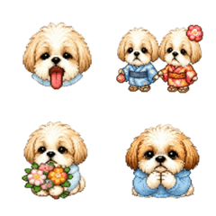 sky blue shih Tzu