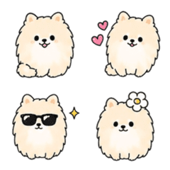 Fluffy Pomeranians Daily Life4