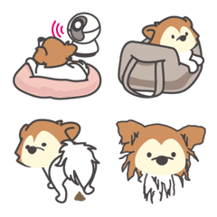 Hime-chan, a playful senior Papillon