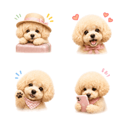 Everyday Toy Poodle Life