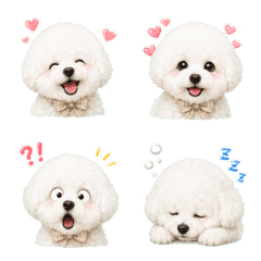 The Daily Life of a Fluffy Bichon