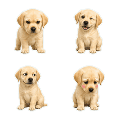 拉布拉多犬寫實風1A