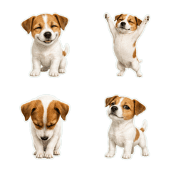 傑克羅素犬寫實風1A