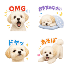 馬爾濟斯×貴賓犬 日常可愛貼圖（日文版）