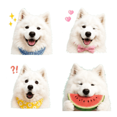 Samoyed Daily Life (Everyday Use)