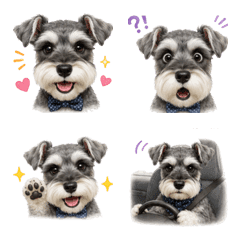 Everyday Schnauzer: Daily Life