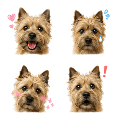 Cairn Terrier Daily Emojis