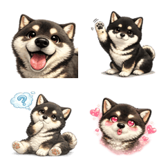 black shiba dog telling many emotions