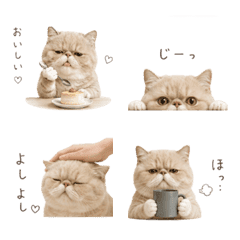 Exotic Shorthair's Daily Life Emojis