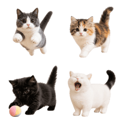 Daily Life of Cute Cats