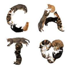 Cat Letters: Alphabet, Numbers & Symbols