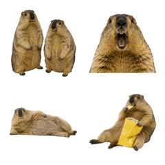 Marmot 15