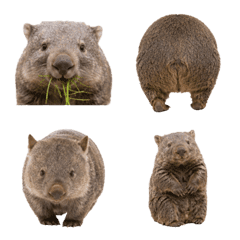 Everyday Wombat Emoji