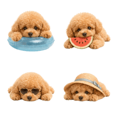 Fluffy and cozy weather -Toy Poodle