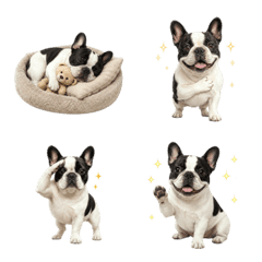 全年可用！法國鬥牛犬黑白表情符號