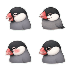 文鳥側臉1A