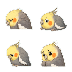 Cockatiel Profile 1A