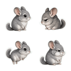 Chinchilla Profile 1A