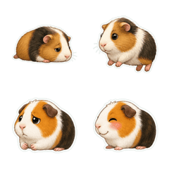 Guinea Pig Profile 1A