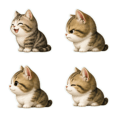 Minuet Cat Profile 1A