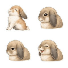 Holland Lop Profile 1A