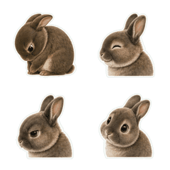 Mini Rex Profile 1A