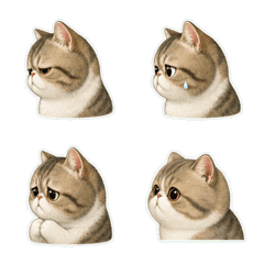 Exotic Shorthair Profile 1A