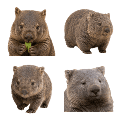 Little Wombat Emoji