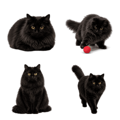 Long-Haired Cat Emoji
