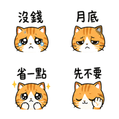 橘白探頭貓|月底沒錢