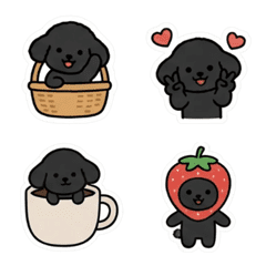 No text toy poodle 6