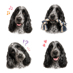 English Cocker Spaniel  Blue Roan Emojis