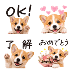 Useful Corgi Words Emojis