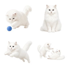 Long-Haired Kitty
