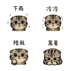 圓眼摺耳貓｜雨天窩著
