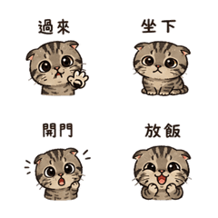 圓眼摺耳貓｜小小命令