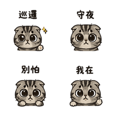 圓眼摺耳貓｜晚上守著